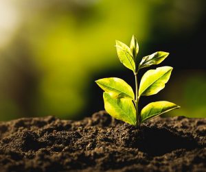 Small plant growing