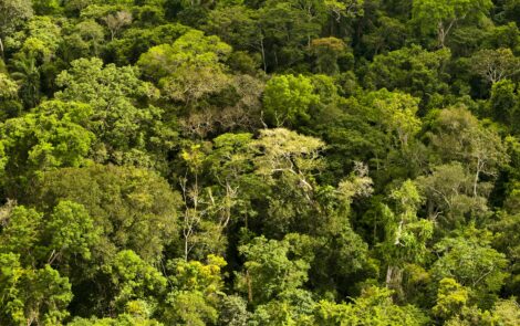Podcast: Neutralização de carbono – importância e caminhos para o setor de cosméticos