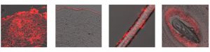 Nanovex biotechnology
